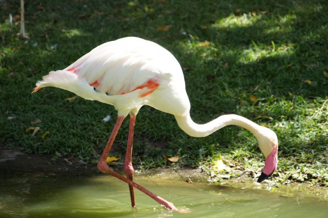 Jardin Botanique de Deshaies