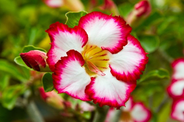 Le Jardinier est amoureux
