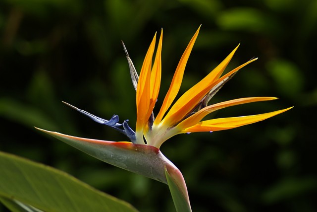 Jardin Créole