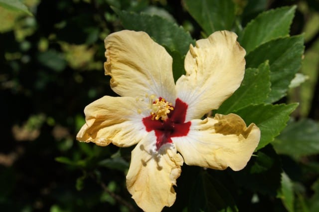 Atelier Paysager