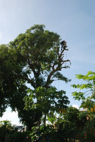 Elagage et abattage d'arbres sur la Guadeloupe