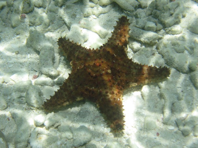 Anse Sainte Marguerite au Moule