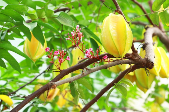 Aux Milles Fruits